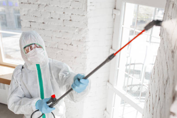 Best Residential Mold Remediation in Brookland, AR